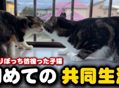 子猫が隔離期間を終え先輩達の部屋へ引越しました