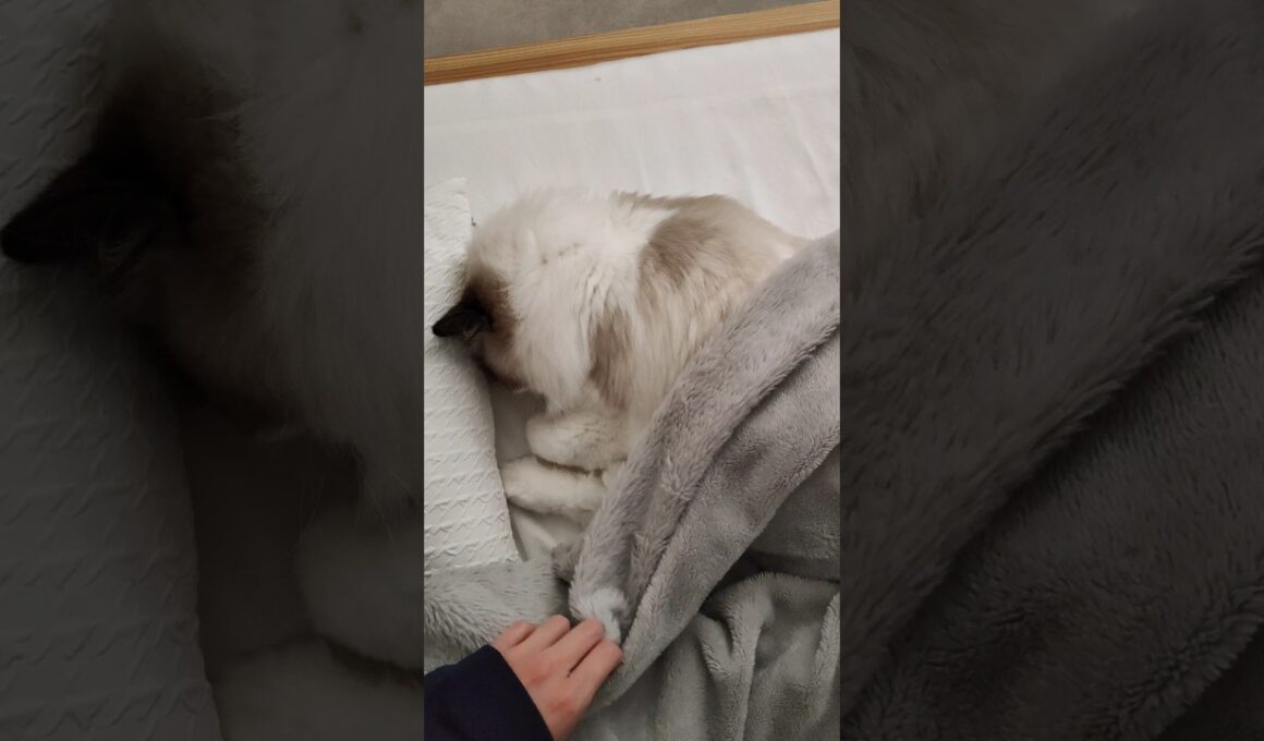 寝相がいちいち可愛い🤦🏻‍♀️ #shorts #猫 #子猫 #ラグドール #甘えん坊猫 #ぬいぐるみ猫