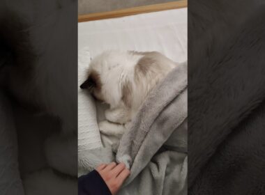 寝相がいちいち可愛い🤦🏻‍♀️ #shorts #猫 #子猫 #ラグドール #甘えん坊猫 #ぬいぐるみ猫