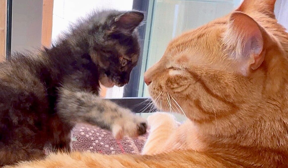 【やっぱり本当に猫か？】やんちゃな子猫が来ても動じない先住猫、器が大きすぎました。A Naughty Kitten vs The Most Patient Cat.