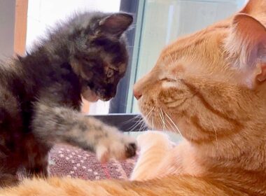 【やっぱり本当に猫か？】やんちゃな子猫が来ても動じない先住猫、器が大きすぎました。A Naughty Kitten vs The Most Patient Cat.