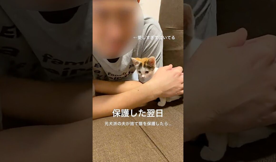 元犬派の夫、保護した子猫が愛おしくて泣く