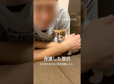 元犬派の夫、保護した子猫が愛おしくて泣く