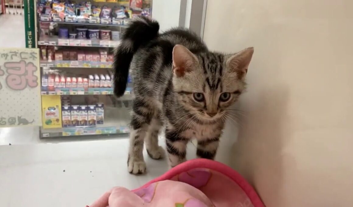 ☆鎌倉大船店　アメリカンショートヘアー　1300014