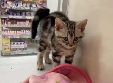 ☆鎌倉大船店　アメリカンショートヘアー　1300014