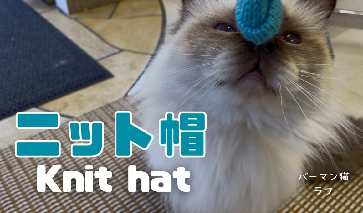バーマン猫ラフ【ニット帽】Knit hat（バーマン猫）Birman/Cat