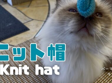 バーマン猫ラフ【ニット帽】Knit hat（バーマン猫）Birman/Cat