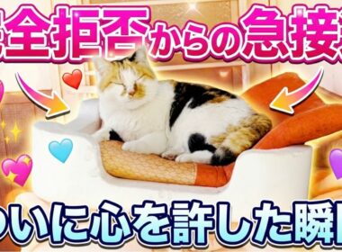 【衝撃の変化】パパを拒否していた三毛母猫がまさか甘えるようになるとは…［ミケちゃんとパパ］