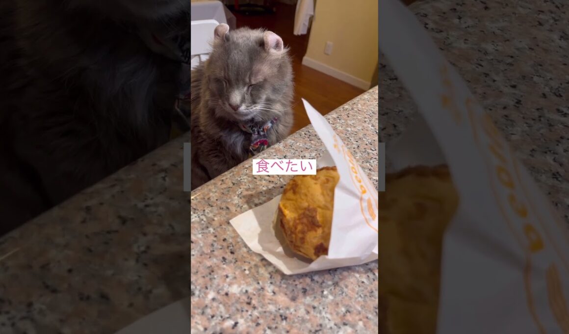 魚だ #ねこ動画 #アメリカンカール