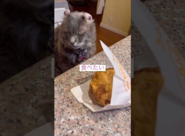 魚だ #ねこ動画 #アメリカンカール