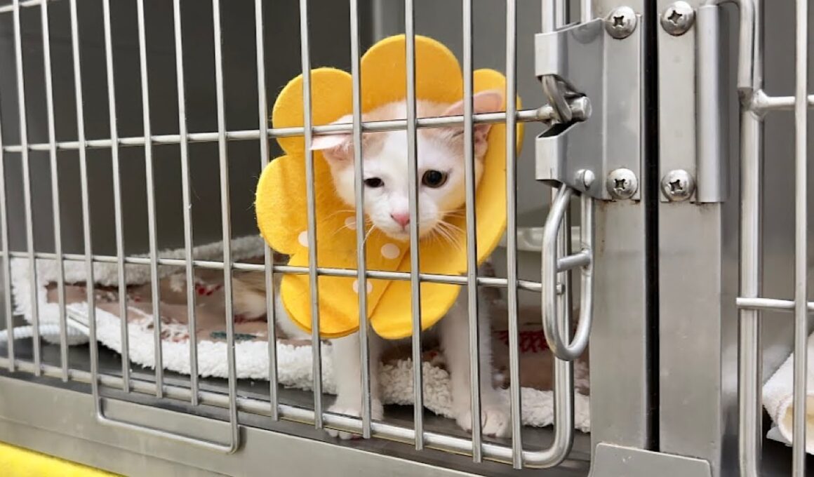 手術が終わり入院してた子猫を迎えに行ったら寂しすぎてこうなっちゃってました…