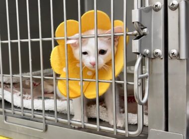 手術が終わり入院してた子猫を迎えに行ったら寂しすぎてこうなっちゃってました…