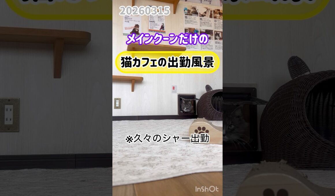 20260315メインクーンだけの【猫カフェの出勤風景】#cat #cooncat #mainecat #もふもふ