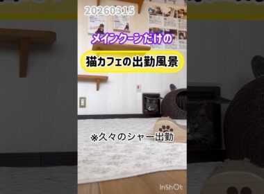 20260315メインクーンだけの【猫カフェの出勤風景】#cat #cooncat #mainecat #もふもふ