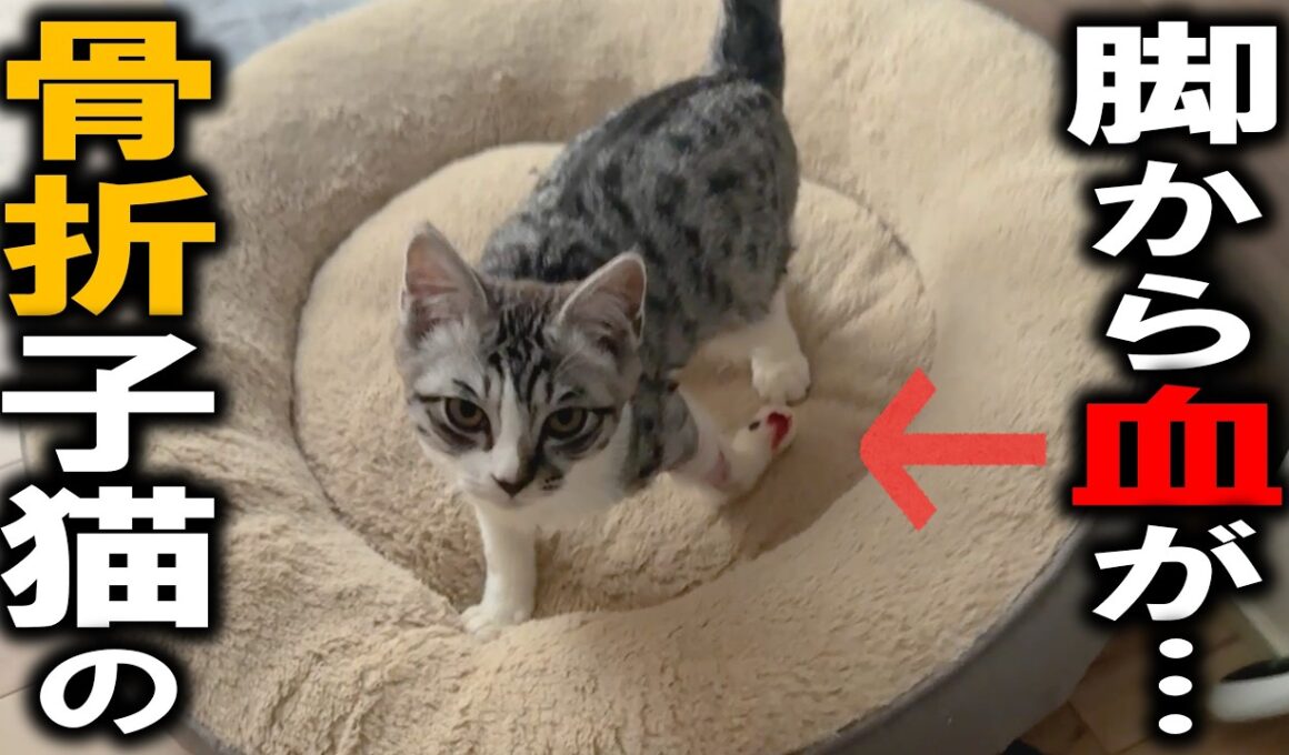 子猫ゴロー、骨折した脚の肉球を噛みちぎって出血…神経が麻痺している!?