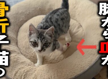 子猫ゴロー、骨折した脚の肉球を噛みちぎって出血…神経が麻痺している!?