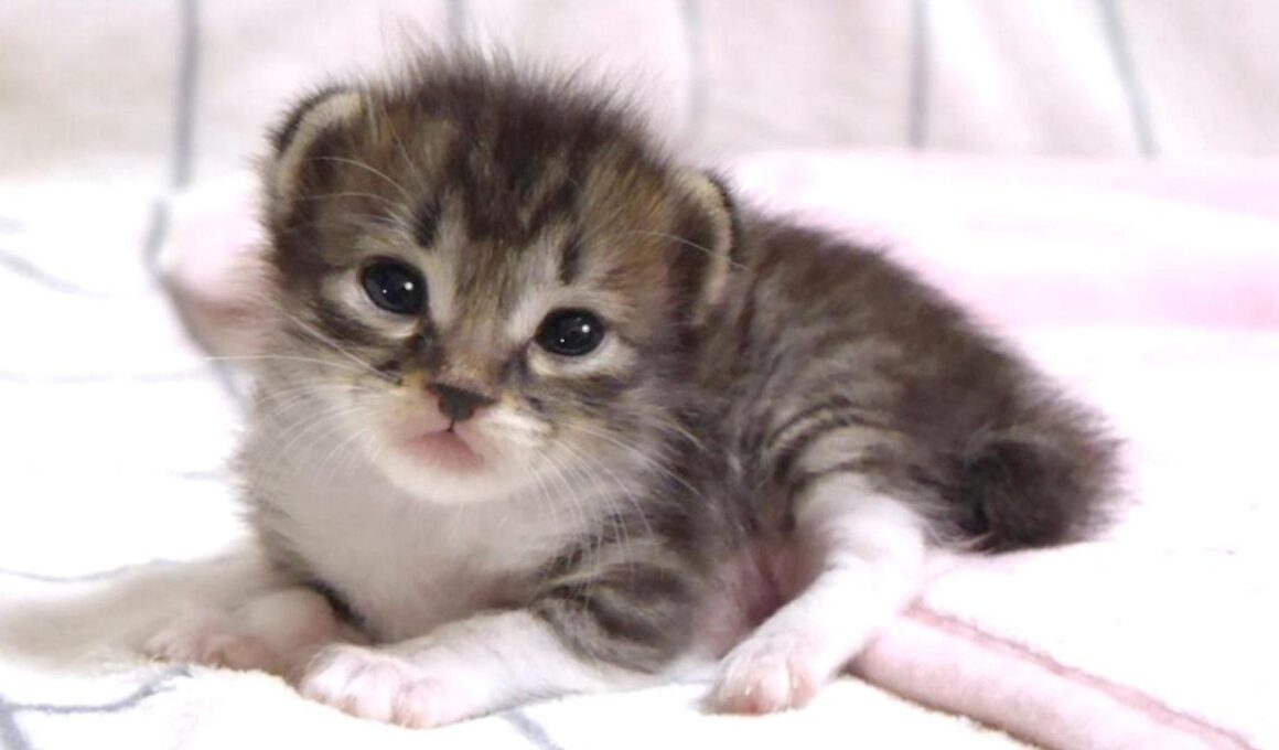 カワイイ鳴き声でおトイレおトイレと訴える赤ちゃん子猫【赤ちゃん猫　保護猫】