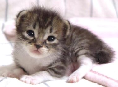 カワイイ鳴き声でおトイレおトイレと訴える赤ちゃん子猫【赤ちゃん猫　保護猫】