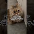 2026/03/15今日のしーちゃん #猫 #ペルシャ #シエル #cat #猫のいる暮らし
