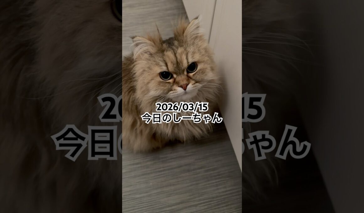 2026/03/15今日のしーちゃん #猫 #ペルシャ #シエル #cat #猫のいる暮らし
