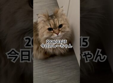 2026/03/15今日のしーちゃん #猫 #ペルシャ #シエル #cat #猫のいる暮らし
