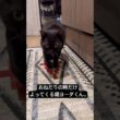 おねだりのサービスタイム。 #cat #猫のいる暮らし #セルカークレックス #ブリティッシュショートヘア #黒猫