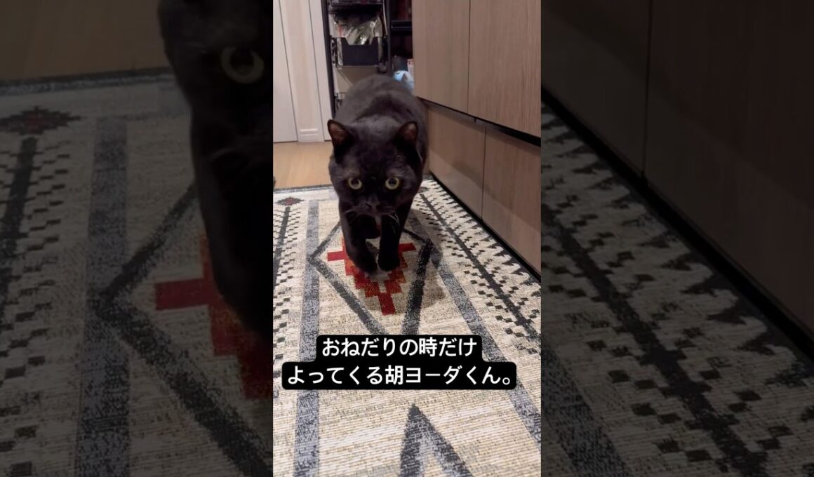 おねだりのサービスタイム。 #cat #猫のいる暮らし #セルカークレックス #ブリティッシュショートヘア #黒猫