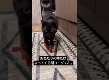 おねだりのサービスタイム。 #cat #猫のいる暮らし #セルカークレックス #ブリティッシュショートヘア #黒猫