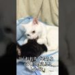 オス猫母さん、保護子猫を育てる   #cat #kitten #猫 #子猫 #ねこ #こねこ #shorts  #保護猫  #猫のいる暮らし
