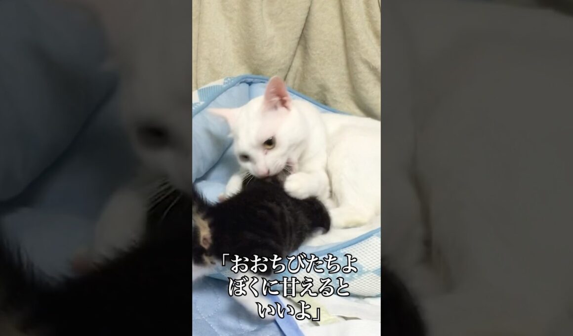 オス猫母さん、保護子猫を育てる   #cat #kitten #猫 #子猫 #ねこ #こねこ #shorts  #保護猫  #猫のいる暮らし