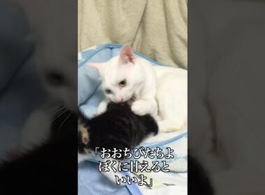 オス猫母さん、保護子猫を育てる   #cat #kitten #猫 #子猫 #ねこ #こねこ #shorts  #保護猫  #猫のいる暮らし