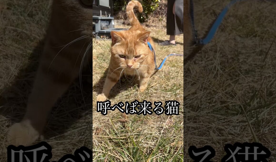 呼べば来る猫 散歩 アメショ cat れん
