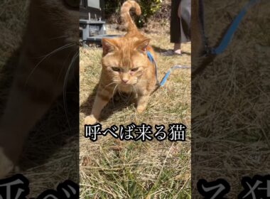呼べば来る猫 散歩 アメショ cat れん