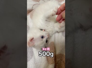 かわいいから美人に変身🐱#shorts #cat #猫 #ラグドール