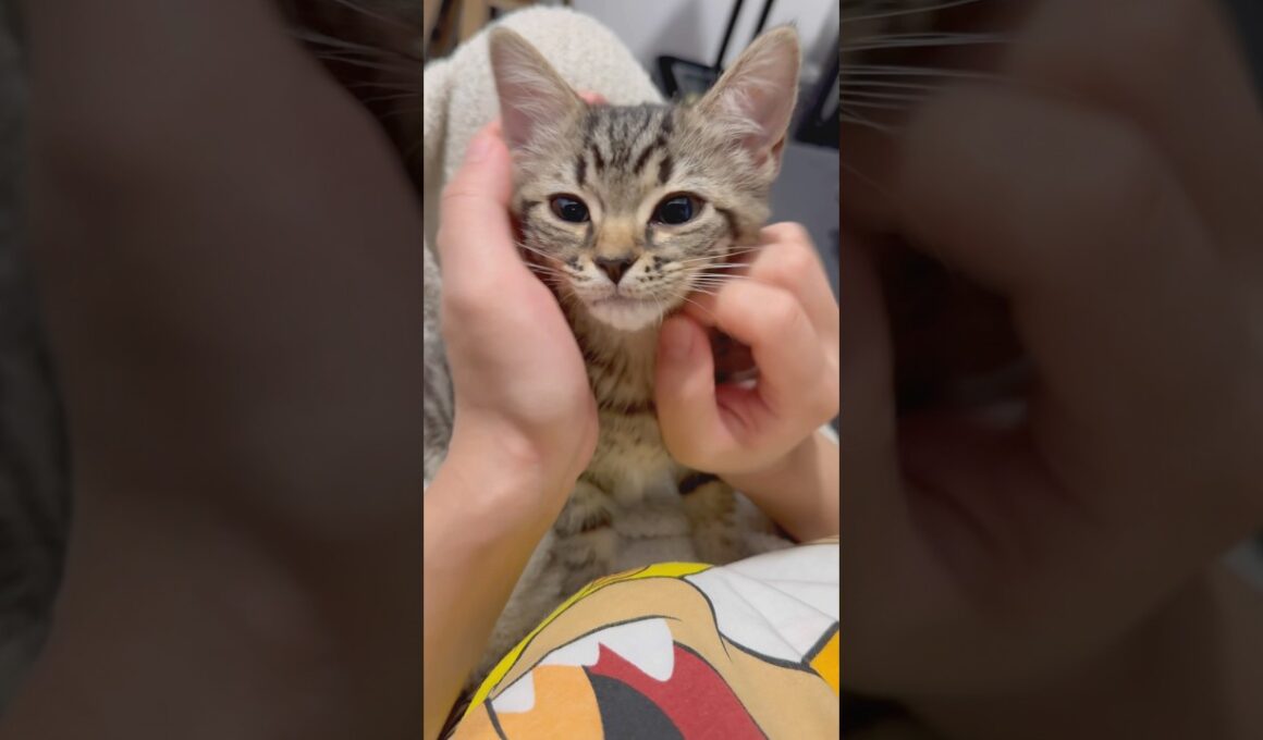 【天使】もふもふ子猫、可愛く育ちました...!! #cat #猫