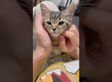 【天使】もふもふ子猫、可愛く育ちました...!! #cat #猫