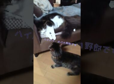 猫Wパニック　＃shorts、＃メインクーン、 #ベンガル、 #猫のいる暮らし  #cat 、#ねこのいる生活