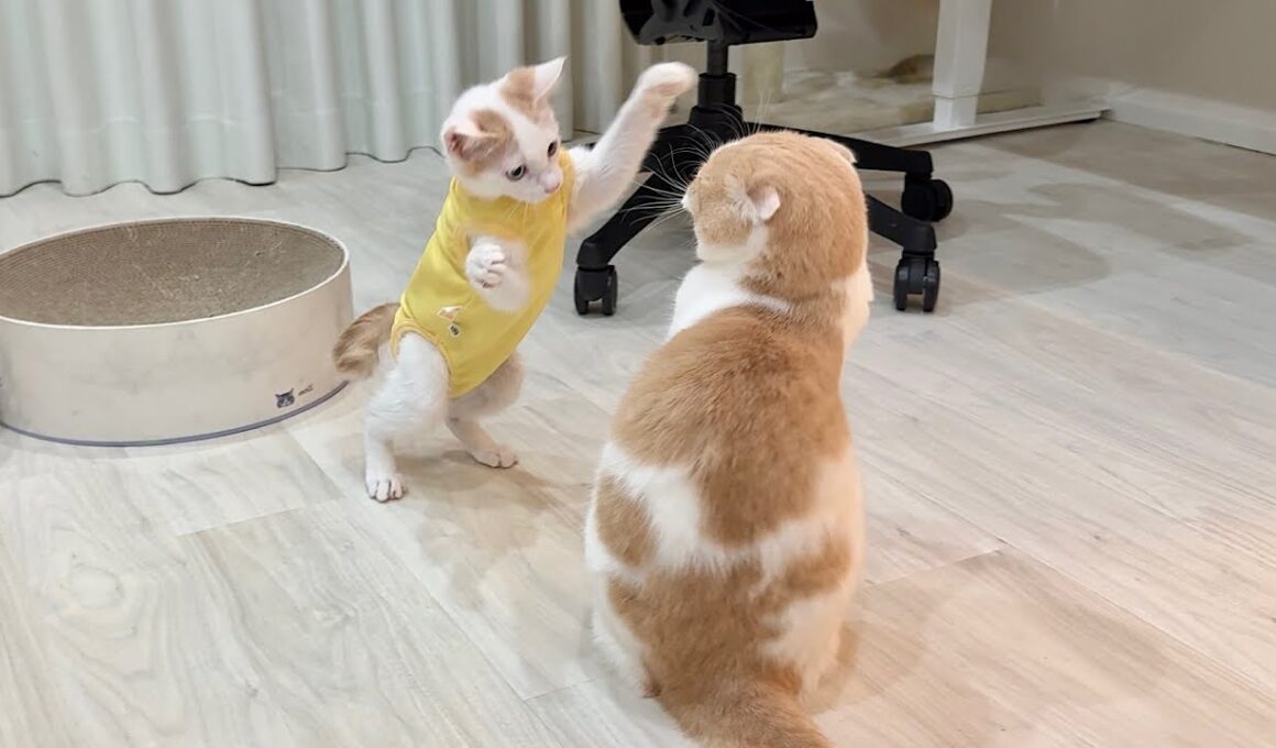 退院して久しぶりに大好きな先輩と再会した子猫が嬉しすぎてこうなっちゃいましたw