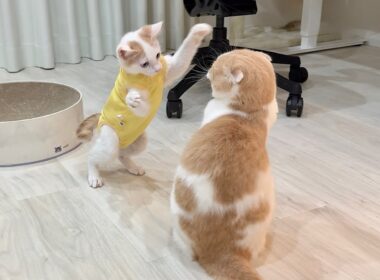 退院して久しぶりに大好きな先輩と再会した子猫が嬉しすぎてこうなっちゃいましたw