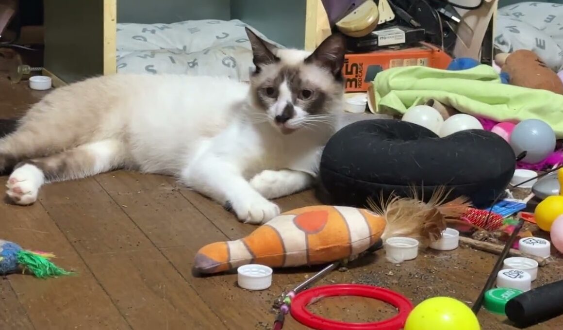 シャム猫のパンダ「なんだなんだ、騒がしいな」キジシロのルルだった