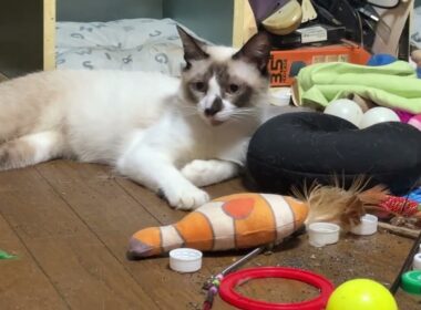 シャム猫のパンダ「なんだなんだ、騒がしいな」キジシロのルルだった