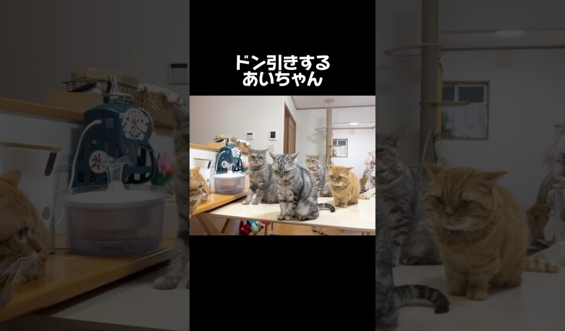 ドン引きするあいちゃん #猫 #アメリカンショートヘア #shorts
