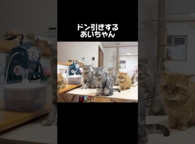 ドン引きするあいちゃん #猫 #アメリカンショートヘア #shorts