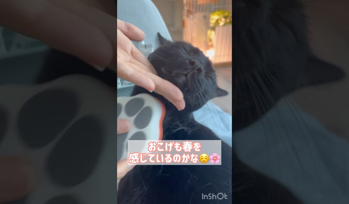 ごっそりすっきり✨黒猫ボンベイ　#cat #ねこ #ねこのいる暮らし #ねこのいる生活 #ねこ動画 #猫好きさんと繋がりたい #かわいい #癒やし #甘えん坊 #ブラッシング #グルーミング