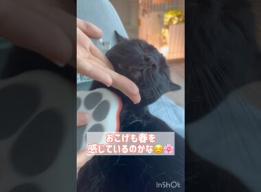 ごっそりすっきり✨黒猫ボンベイ　#cat #ねこ #ねこのいる暮らし #ねこのいる生活 #ねこ動画 #猫好きさんと繋がりたい #かわいい #癒やし #甘えん坊 #ブラッシング #グルーミング