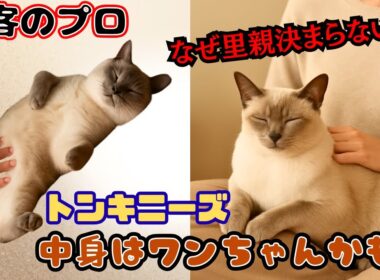 保護猫カフェの接客のプロ？ワンちゃんみたいに人懐っこいトンキニーズが可愛すぎて離れられない（キャットスペース）中崎町Tonkinese at a rescue cat cafe