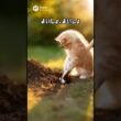 おや？子猫が必死に穴を掘っていますが一体何があったのでしょうか？ #cat #cute #kitten #子猫 #猫