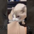 いっぱい噛み噛みした猫の1日 #cat #ラグドール #ragdolls #ねこ