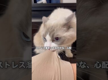 いっぱい噛み噛みした猫の1日 #cat #ラグドール #ragdolls #ねこ