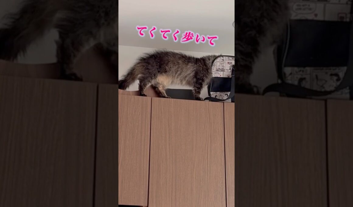 キャリーケース🧳が好きな猫くうちゃん #スクーカム #cat #猫のいる暮らし #ねこすきさんと繋がりたい